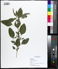 Amaranthus hybridus image