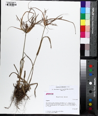 Cyperus retrofractus image