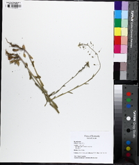 Mummenhoffia alliacea image