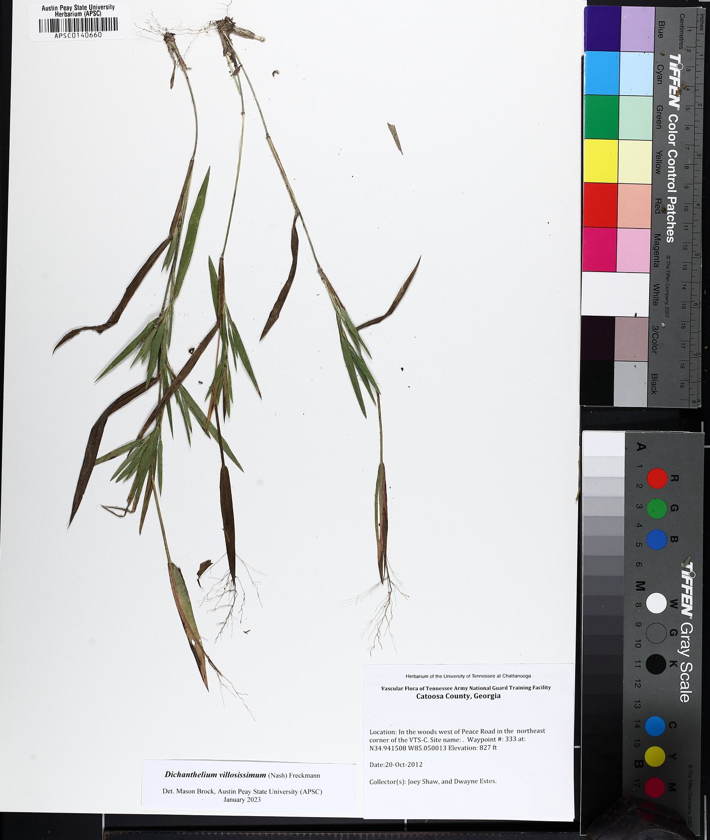Dichanthelium villosissimum image