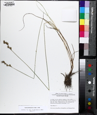 Carex festucacea image