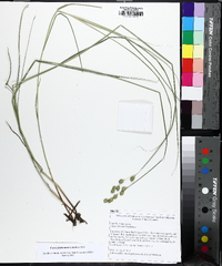 Carex festucacea image