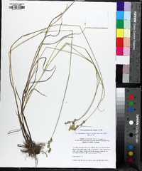 Carex festucacea image