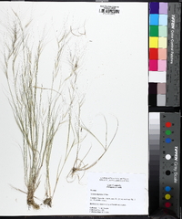 Aristida oligantha image