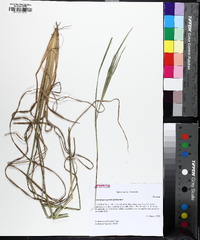 Andropogon gyrans image