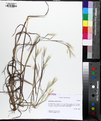 Andropogon ternarius image