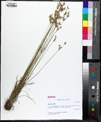 Juncus secundus image