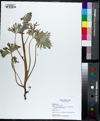 Delphinium tricorne image