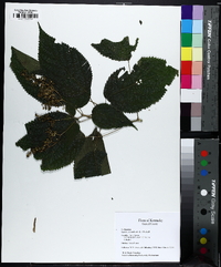 Laportea canadensis image