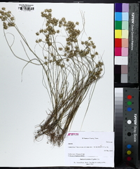 Juncus texanus image