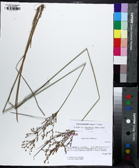 Juncus anthelatus image