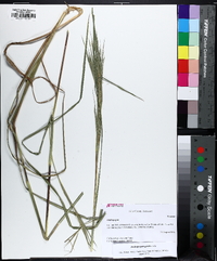 Andropogon gyrans image