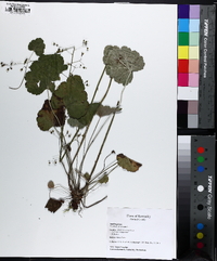 Heuchera americana image