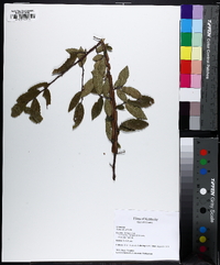 Ulmus alata image