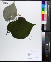 Tilia heterophylla image