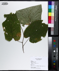 Tilia heterophylla image