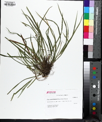 Carex cumberlandensis image