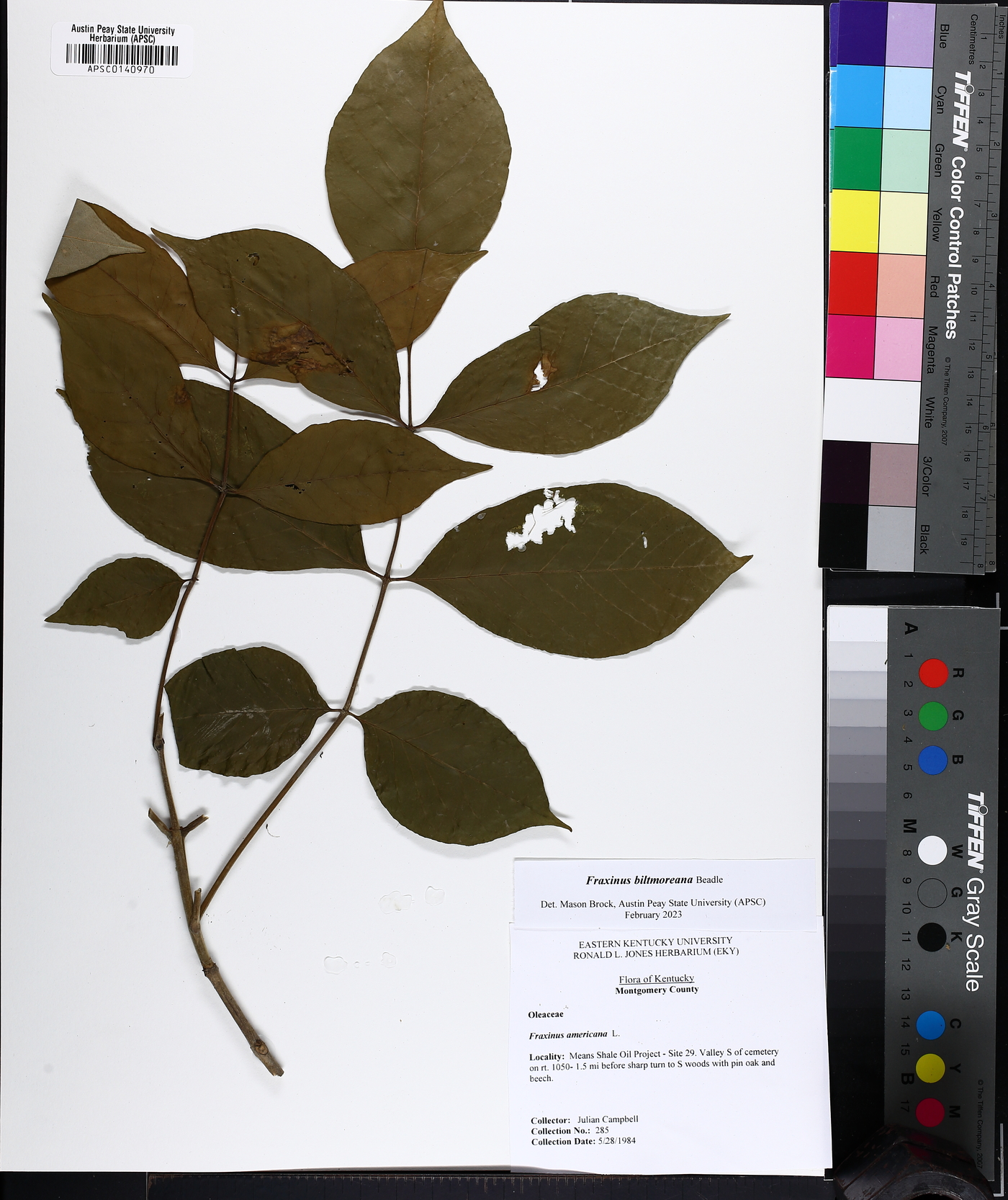 Fraxinus biltmoreana image