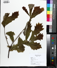 Quercus bicolor image