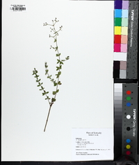 Galium pilosum image