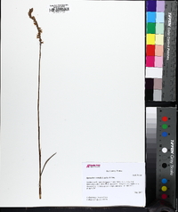 Spiranthes vernalis image