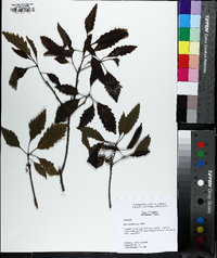 Quercus montana image