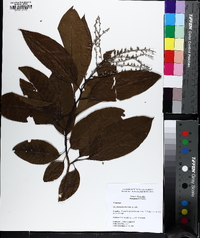Oxydendrum arboreum image