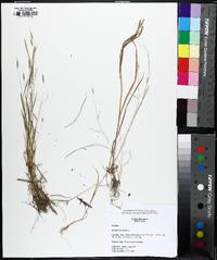 Bromus racemosus image