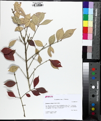 Euonymus alatus image