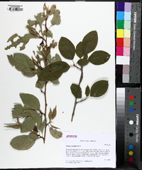 Prunus serrulata image