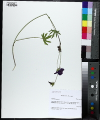 Callirhoe papaver image