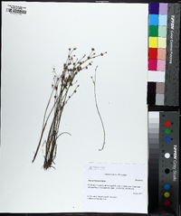 Juncus debilis image