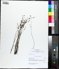 Juncus debilis image