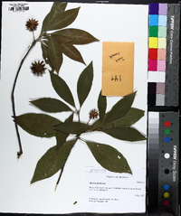 Illicium floridanum image