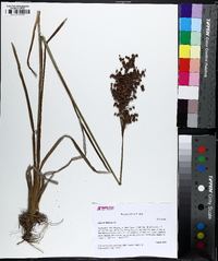 Juncus biflorus image