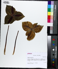 Trillium cuneatum image