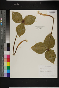 Trillium cuneatum image