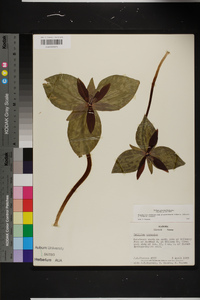 Trillium cuneatum image