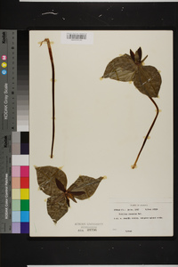 Trillium cuneatum image