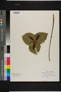 Trillium cuneatum image