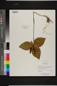 Trillium cuneatum image