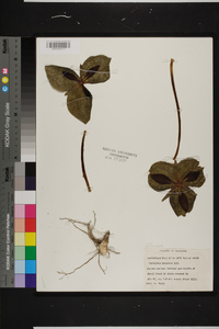 Trillium cuneatum image