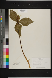 Trillium cuneatum image