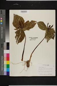 Trillium cuneatum image