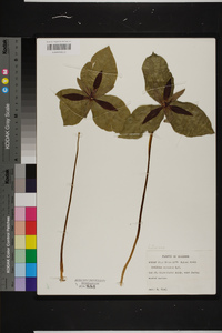 Trillium cuneatum image