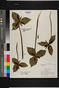 Trillium cuneatum image