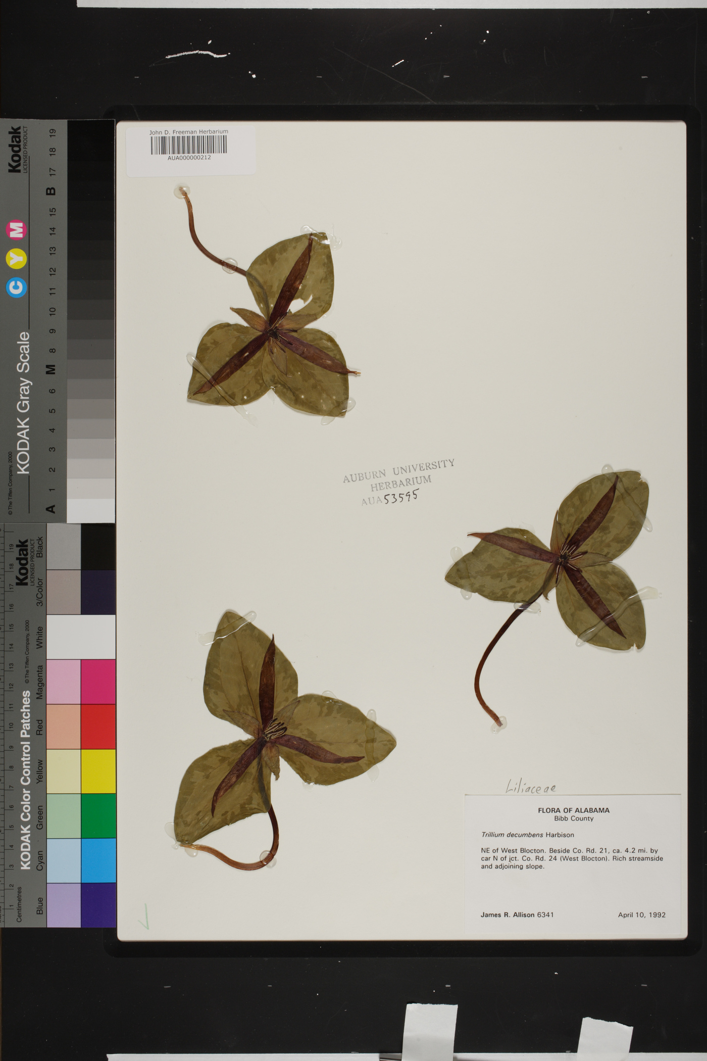 Trillium decumbens image