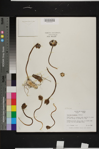 Trillium decumbens image