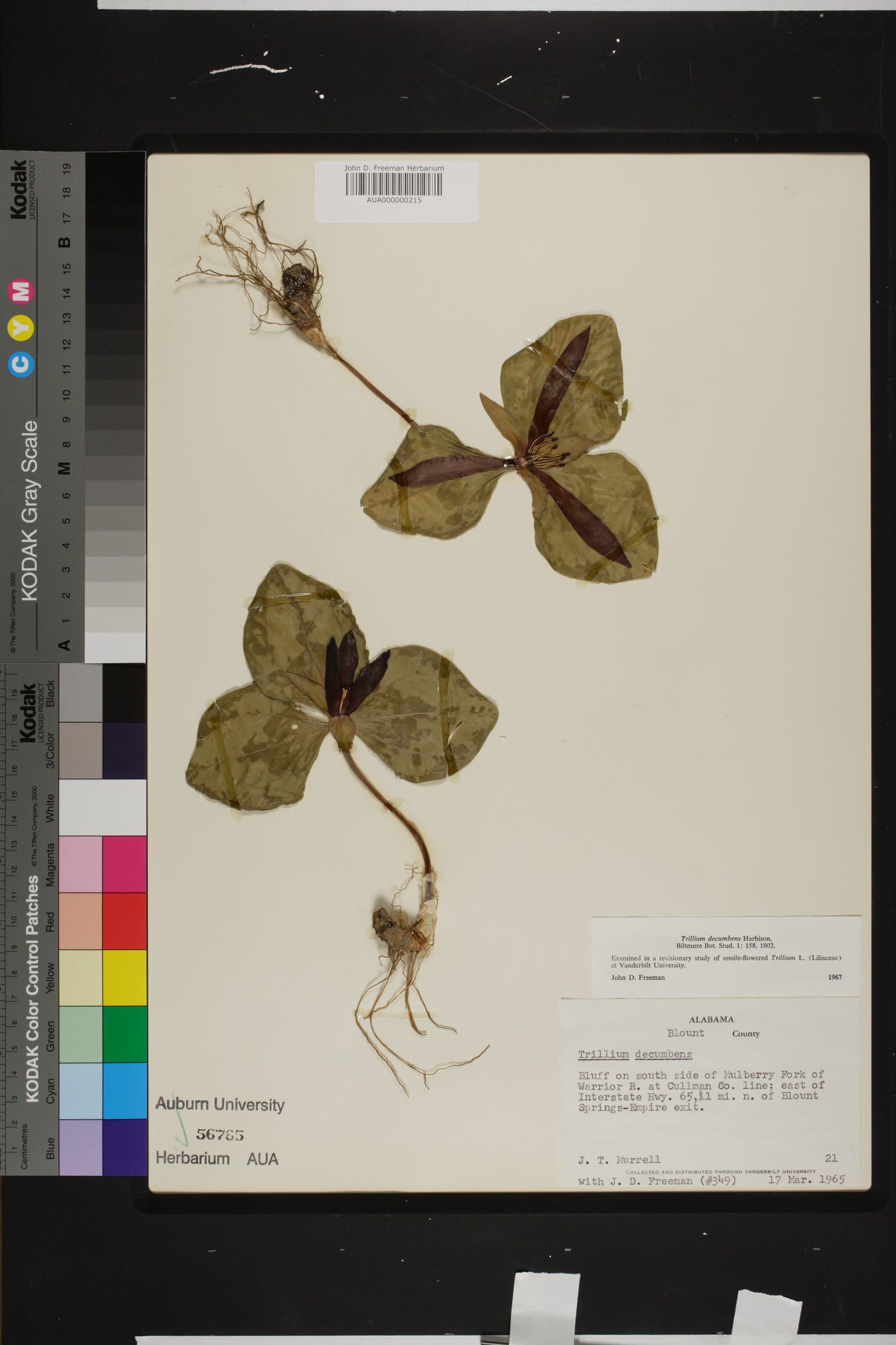 Trillium decumbens image