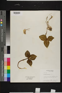 Trillium decumbens image